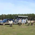 Paleolítico Vivo en carriola-vagón 10:00h